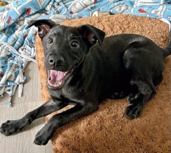 Rescue Belgian Shepherd Malinois Dogs for Adoption in Huntington Beach, California - Jet | PetCurious