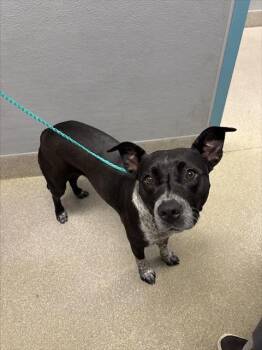 Australian Cattle Dog Blue Heeler Dogs Available for Adoption - INDICA | PetCurious