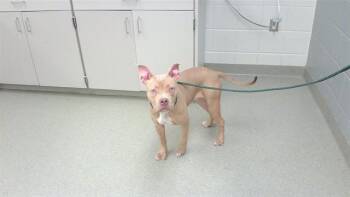 EMBYR -  Boxer and Mixed Breed Dog for Adoption in Omaha, Nebraska - EMBYR | PetCurious