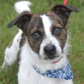 Bensen -  Terrier and Mixed Breed Dog for Adoption in Elk Grove Village, Illinois - Bensen | PetCurious