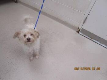 Detour (317) -  Terrier Dog for Adoption in Marietta, Georgia - Detour (317) | PetCurious