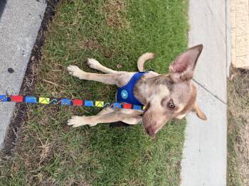 Lucerito -  Australian Kelpie Dog for Adoption in Chula Vista, California - Lucerito | PetCurious
