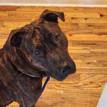 Mixed Breed Dogs Available for Adoption in Ferndale, Washington - Mufasa | PetCurious