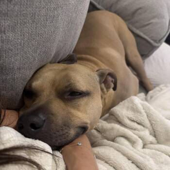 Stan -  Pit Bull Terrier Dog for Adoption in Dallas, Texas - Stan | PetCurious