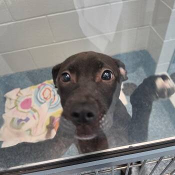 STAR -  Pit Bull Terrier Dog for Adoption in Greensboro, North Carolina - STAR | PetCurious