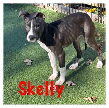 Pit Bull Terrier Dogs Available for Adoption - Skelly | PetCurious