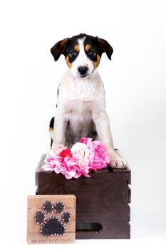 Labrador Retriever Dogs Available for Adoption in Brighton, Colorado - 352-26 | PetCurious