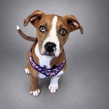 Nala -  Catahoula Leopard Dog and Mixed Breed Dog for Adoption in Bowling Green, Kentucky - Nala | PetCurious