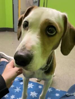 Lucky -  Mixed Breed Dog Available for Adoption in Osseo, Michigan - Lucky | PetCurious