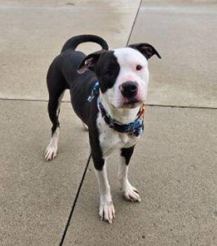 Pickle -  Pit Bull Terrier Dog for Adoption in Bucyrus, Ohio - Pickle | PetCurious