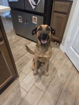 Rescue Shepherd and Mixed Breed Dogs for Adoption in Fort Worth, Texas - Moxie | PetCurious
