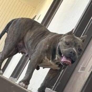 Corn Puff -  Pit Bull Terrier and American Bulldog Dog for Adoption in Austin, Texas - Corn Puff | PetCurious