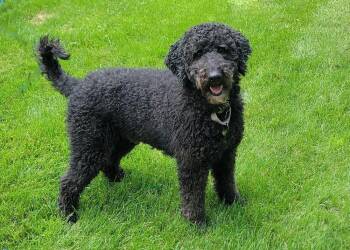 Rocky -  Standard Poodle Dog for Adoption in Rathdrum, Idaho - Rocky | PetCurious