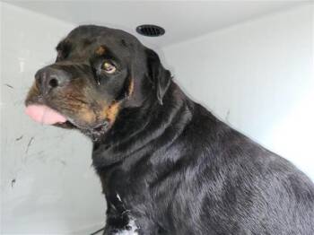 A661471 -  Rottweiler Dog for Adoption in Houston, Texas - A661471 | PetCurious