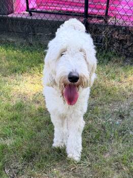 Belle -  Goldendoodle Dog for Adoption in Baker, Louisiana - Belle | PetCurious
