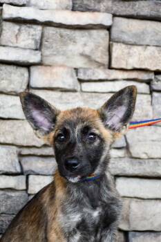 Cera -  German Shepherd Dog and Mixed Breed Dog for Adoption in Yakima, Washington - Cera | PetCurious