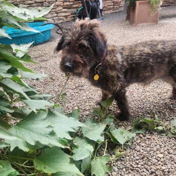 Zero -  Mixed Breed Dog for Adoption in Fairport, New York - Zero | PetCurious