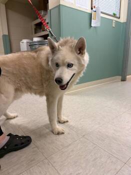 Kesey -  Husky Dog for Adoption in Mineral, Virginia - Kesey | PetCurious