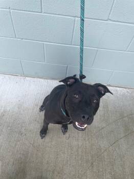 Moxie -  Labrador Retriever Dog for Adoption in Chattanooga, Tennessee - Moxie | PetCurious