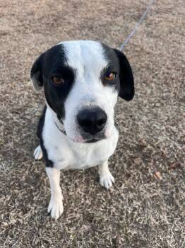 Rescue Australian Cattle Dog Blue Heeler and Shepherd Dogs for Adoption in Holly Springs, North Carolina - Brailey (Courtesy) | PetCurious