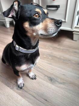 Johan Creek HW+ -  Dachshund Dog for Adoption in Sedalia, Colorado - Johan Creek HW+ | PetCurious