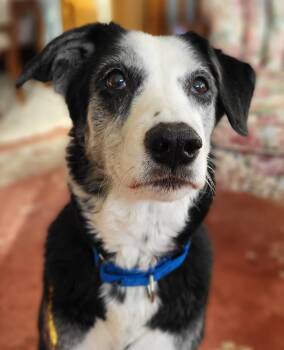 Border Collie Dogs Available for Adoption - Oreo | PetCurious
