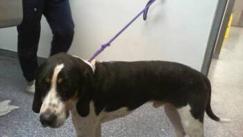 LEROY -  Treeing Walker Coonhound Dog for Adoption in Charlotte, North Carolina - LEROY | PetCurious
