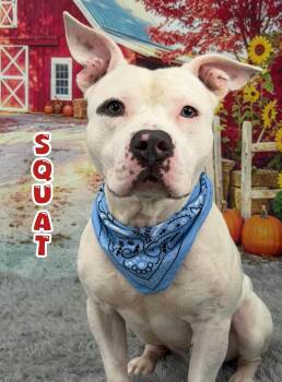 Squat -  Mixed Breed Dog for Adoption in Flint, Michigan - Squat | PetCurious