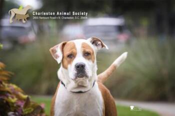 95182A Duke Hastings -  American Staffordshire Terrier and Mixed Breed Dog for Adoption in North Charleston, South Carolina - 95182A Duke Hastings | PetCurious