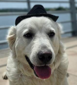 Great Pyrenees Dogs Available for Adoption in Boerne, Texas - Fluffy | PetCurious