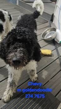 Goldendoodle Dogs Available for Adoption in Twin Lakes, Wisconsin - #274 Chevy | PetCurious