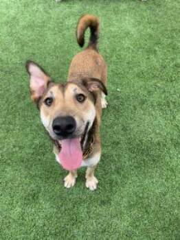 Rescue Hound Dogs for Adoption in Coronado, California - Lilo | PetCurious