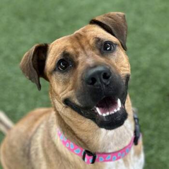 Mackey -  Shepherd and Mixed Breed Dog for Adoption in Atlanta, Georgia - Mackey | PetCurious