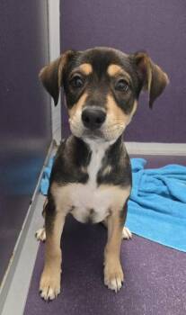 Lexie -  Retriever and Shepherd Dog for Adoption in East Brookfield, Massachusetts - Lexie | PetCurious