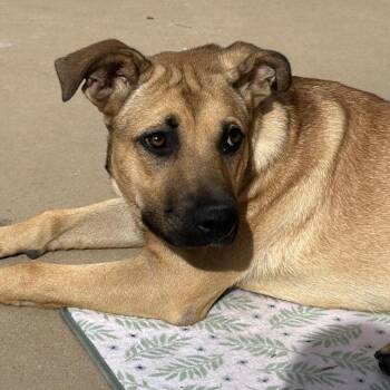 Shepherd and Mixed Breed Dogs Available for Adoption in Midland, Texas - Mercedes (FKA Maryanne) | PetCurious