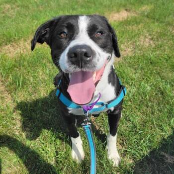 Gary -  Mixed Breed Dog for Adoption in Dover, New Hampshire - Gary | PetCurious