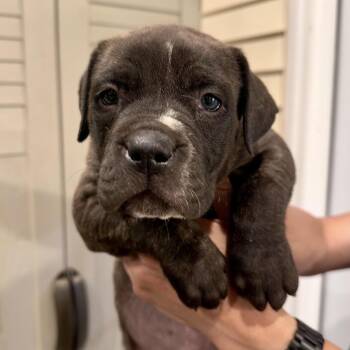 Mastiff Dogs Available for Adoption in Manchester, Pennsylvania - Frederick Minion