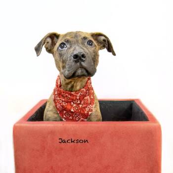 Rescue Plott Hound Dogs for Adoption in Manchester, Connecticut - Jackson 1 | PetCurious