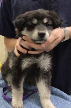 Siberian Husky and Mixed Breed Dogs Available for Adoption in Riverside, California - PEACH | PetCurious