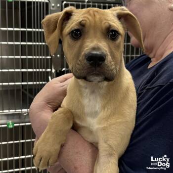 Terrier and Shepherd Dogs Available for Adoption in Washington, District Of Columbia - Emmit | PetCurious