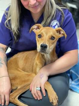 SAFFRON -  Pit Bull Terrier and Mixed Breed Dog for Adoption in Conroe, Texas - SAFFRON | PetCurious