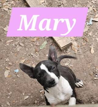 Mixed Breed Dogs Available for Adoption in Rock Hill, New York - Mary | PetCurious