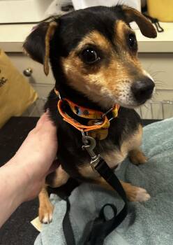 Miniature Pinscher and Jack Russell Terrier Dogs Available for Adoption - Champ- SUSSEX HOARDING SURVIVOR | PetCurious