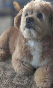 Havanese Dogs Available for Adoption - Teddy | PetCurious
