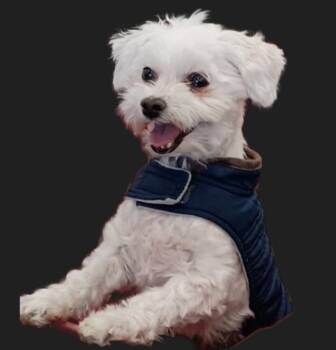 Leo -  Maltese Dog Available for Adoption in Elmwood Park, Wisconsin - Leo | PetCurious