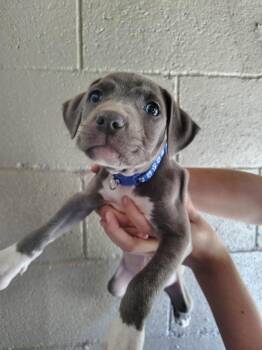 Pit Bull Terrier Dogs Available for Adoption in Murray, Kentucky - Goblin | PetCurious