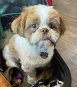 Shih Tzu Dogs Available for Adoption in Twin Lakes, Wisconsin - #288 Coco | PetCurious