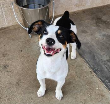 Spud -  Rat Terrier and Dachshund Dog for Adoption in Siloam Springs, Arkansas - Spud | PetCurious