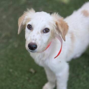 Patrick KL -  Australian Shepherd and Mixed Breed Dog for Adoption in Austin, Texas - Patrick KL | PetCurious
