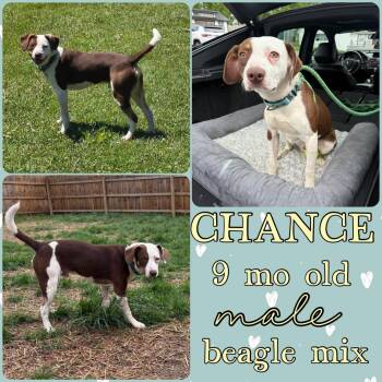 Chance -  Beagle Dog for Adoption in Grantville, Pennsylvania - Chance | PetCurious